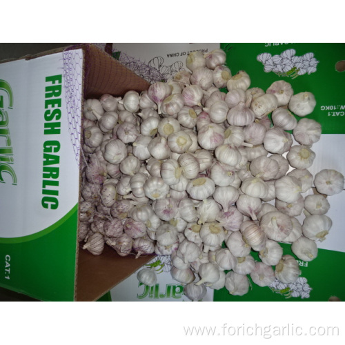 2019 Normal White Garlic Best Quality